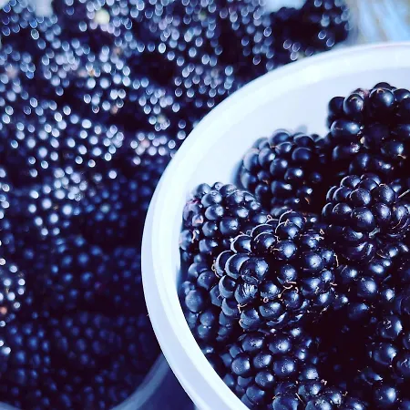 Blackberryhouse * Эрёскёбинг