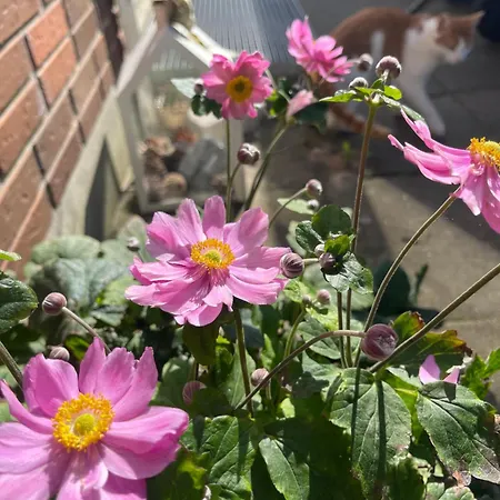 Blackberryhouse Bed & Breakfast *