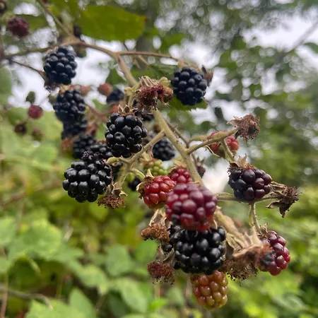 Blackberryhouse