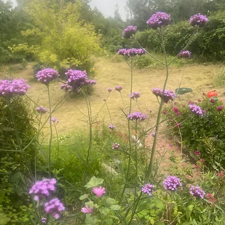 Bed & Breakfast Blackberryhouse *