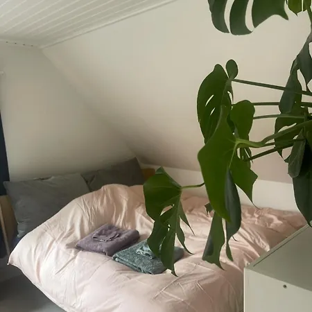 Blackberryhouse Aeroskobing