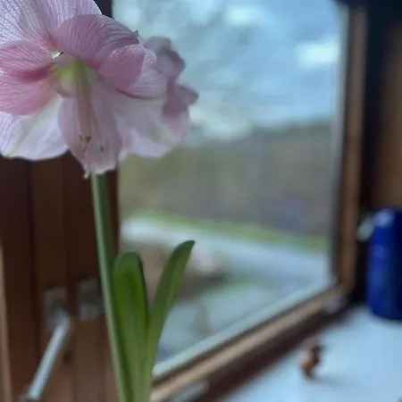 Bed & Breakfast Blackberryhouse *